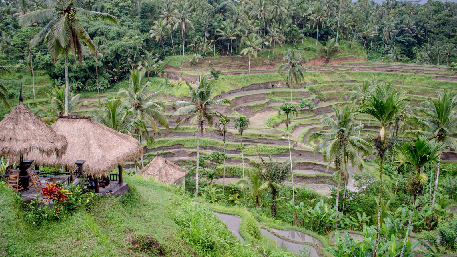 The Tegallalang rice terraces near Ubud, Bali, Indonesia